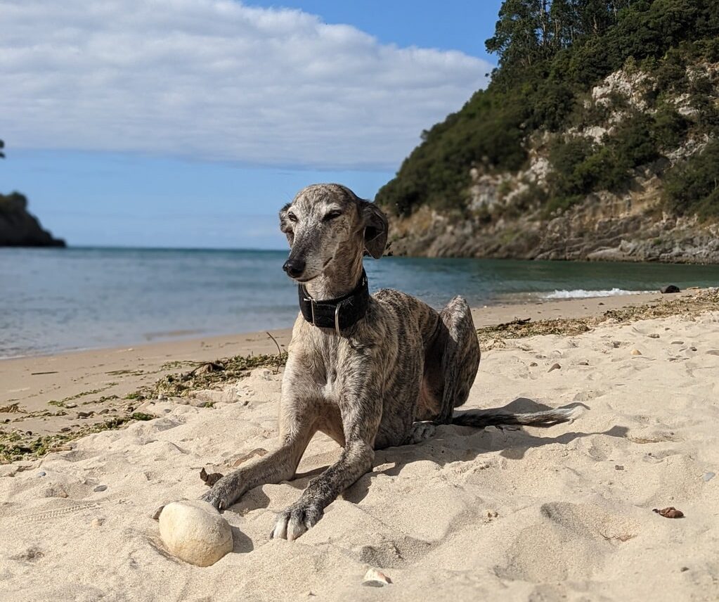 Coordinar Canoa Ashley Furman 6 playas para perros en Cantabria ⋆ lasrutasdecuca